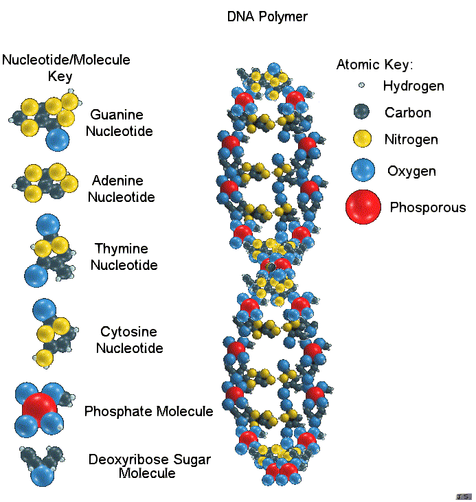 Cells And Dna A Basic Breakdown